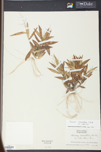 Panicum commutatum image