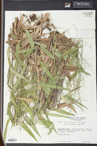 Panicum commutatum image