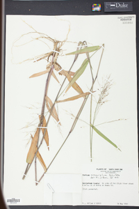 Panicum commutatum image