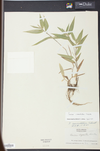 Panicum commutatum image