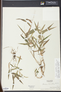 Panicum commutatum image