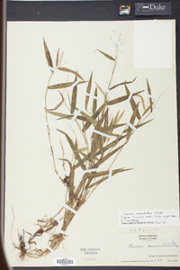 Panicum commutatum image