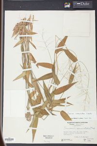 Panicum commutatum image