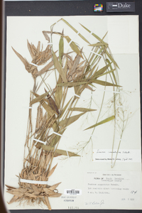 Panicum commutatum image