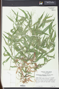 Panicum commutatum image