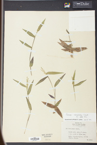 Panicum commutatum image
