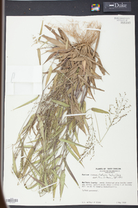 Panicum commutatum image