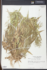 Panicum commutatum image