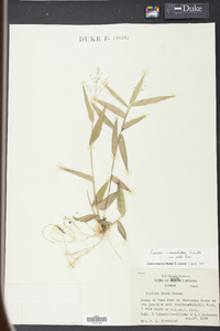 Panicum commutatum image