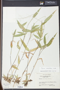 Panicum commutatum image