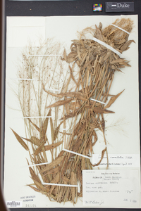 Panicum commutatum image