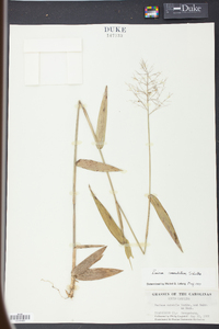 Panicum commutatum image