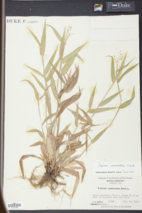 Panicum commutatum image