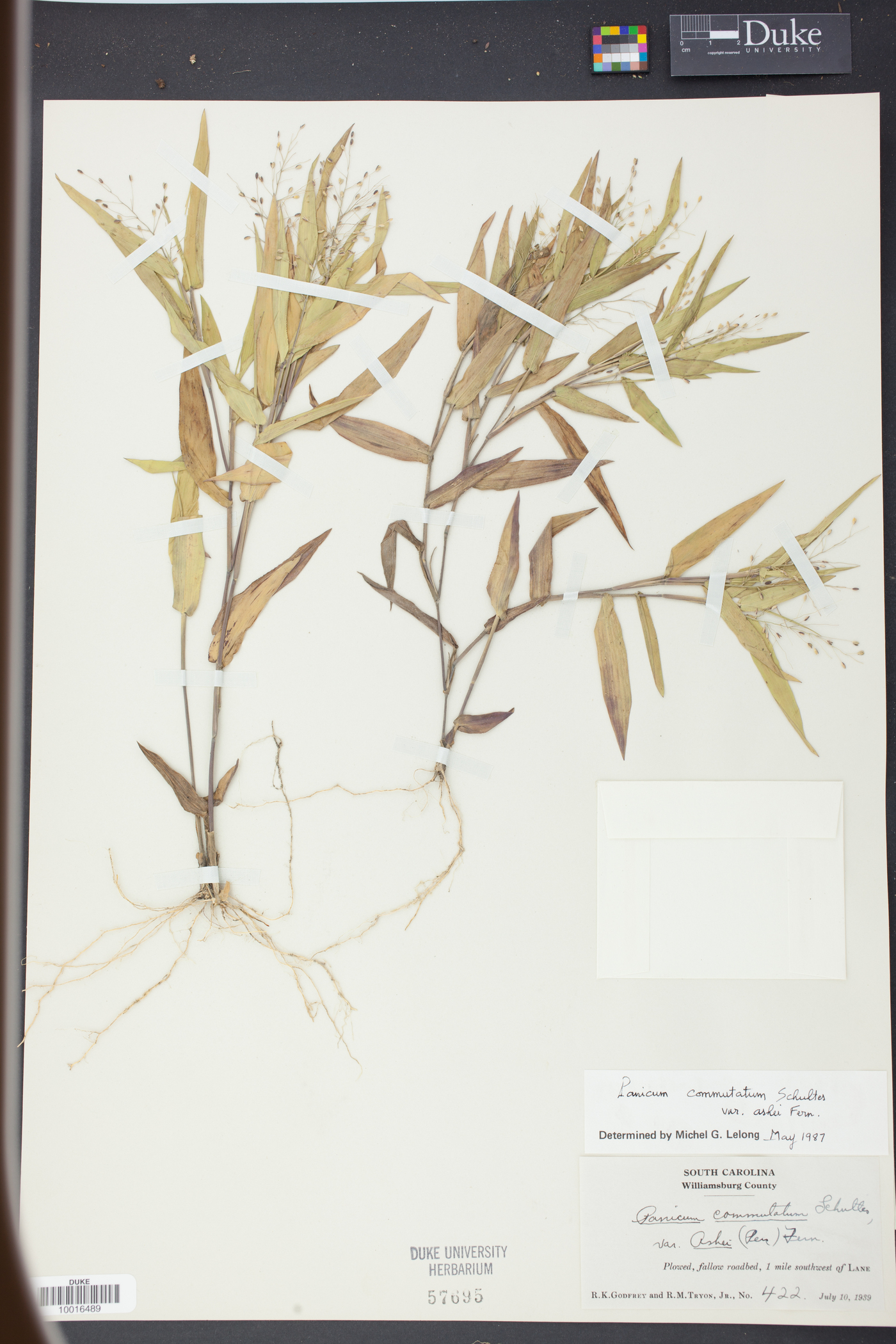 Panicum commutatum var. ashei image