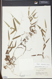 Panicum commutatum image