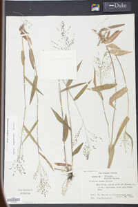 Panicum commutatum image