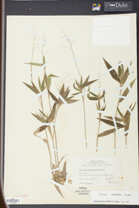 Panicum commutatum image