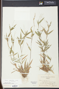 Panicum commutatum image