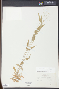 Panicum commutatum image