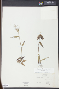 Panicum commutatum image