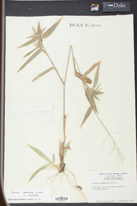 Panicum commutatum image