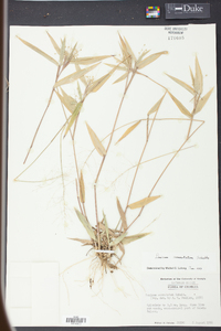 Panicum commutatum image