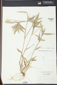 Panicum commutatum image