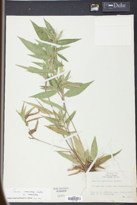 Panicum commutatum image