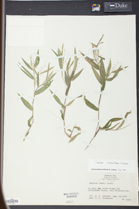 Panicum commutatum image