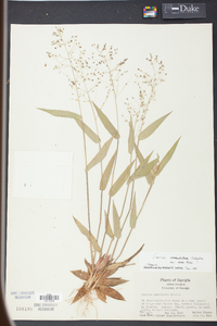 Panicum commutatum image