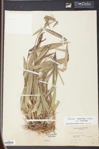 Panicum commutatum image