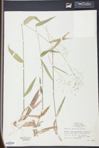 Panicum commutatum image