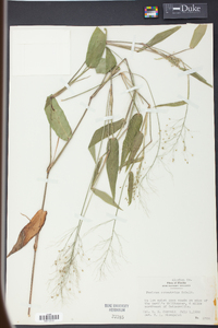 Panicum commutatum image