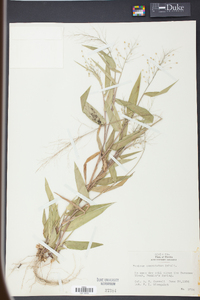 Panicum commutatum image