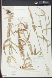 Panicum commutatum image