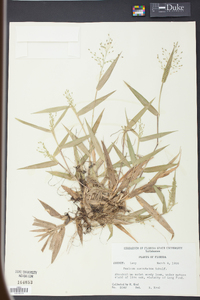 Panicum commutatum image