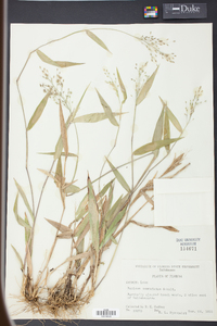 Panicum commutatum image