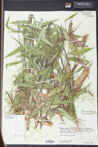 Panicum commutatum image