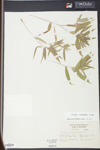 Panicum commutatum image