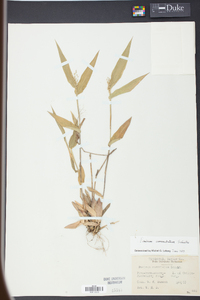 Panicum commutatum image