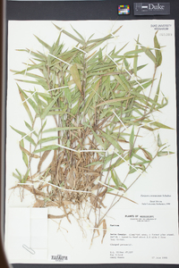 Panicum commutatum image