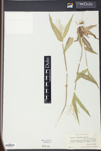 Panicum commutatum image