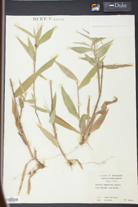 Panicum commutatum image