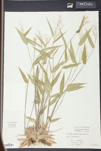 Panicum commutatum image