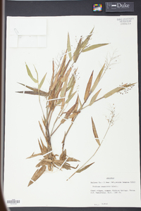 Panicum commutatum image