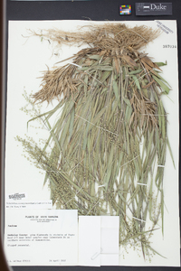 Panicum consanguineum image