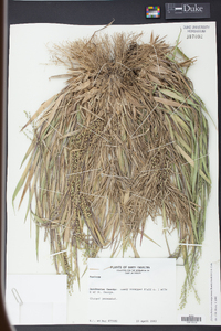 Panicum consanguineum image