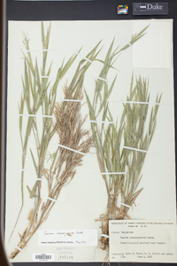 Panicum consanguineum image