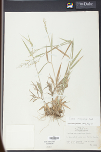 Panicum consanguineum image