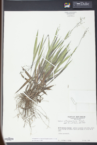 Panicum consanguineum image